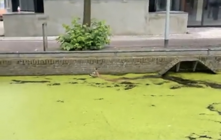 Video: Hert uit gracht gered in Almere Haven