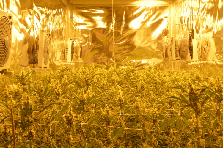 Wietplantage aangetroffen in woning Spoorstraat 