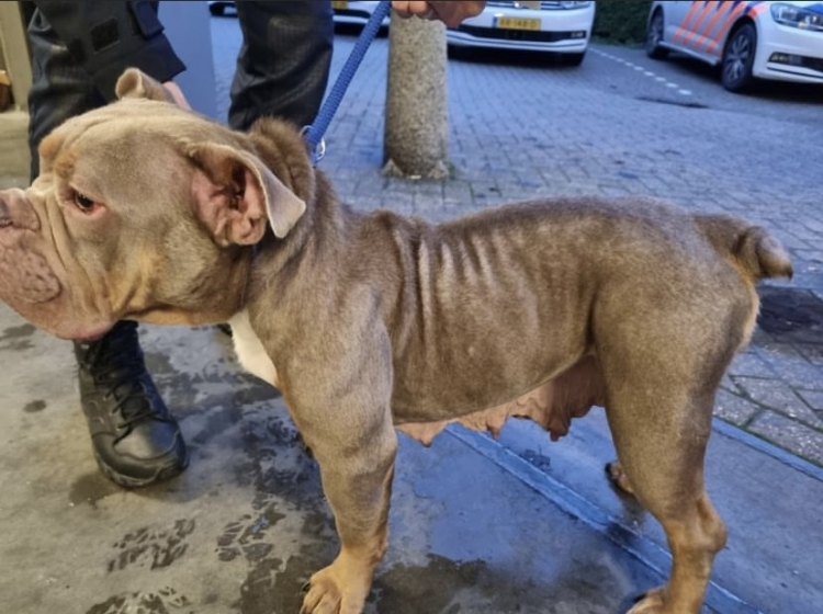 Sterk vermagerde hond aangetroffen in Almere Poort, politie zoekt eigenaar