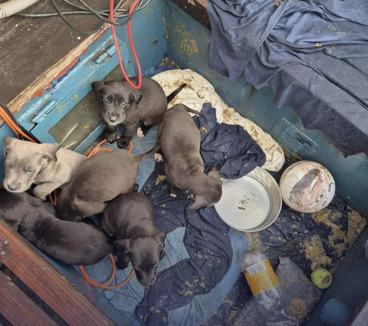 Politie neemt 8 zwaar verwaarloosde honden in beslag op boot in Almere