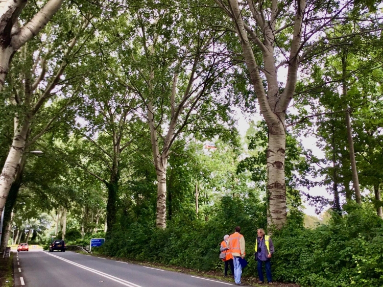 SP en Partij voor de Dieren voeren samen met bewoners protestmars tegen bomenkap langs Westerdreef