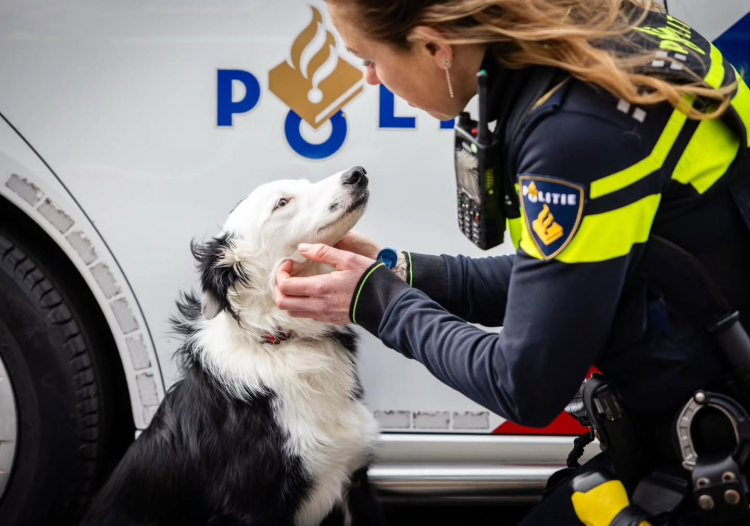 Politie neemt verwaarloosde hond in beslag in Filmwijk na klachten over geluidsoverlast en stank