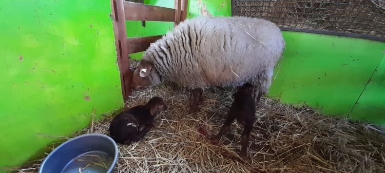 Eerste lammetjes geboren bij kinderboerderij in Bouwmeesterbuurt